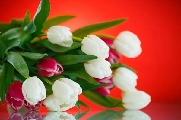 Bouquet of tulips — Stock Photo, Image