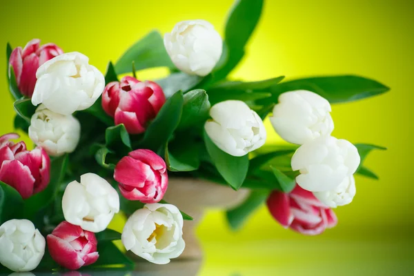 Kytice tulipánů — Stock fotografie