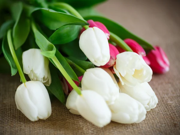 Bouquet of tulips — Stock Photo, Image