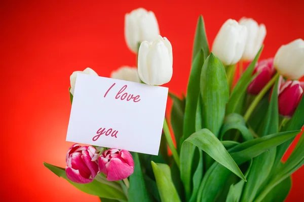 Bouquet of tulips — Stock Photo, Image