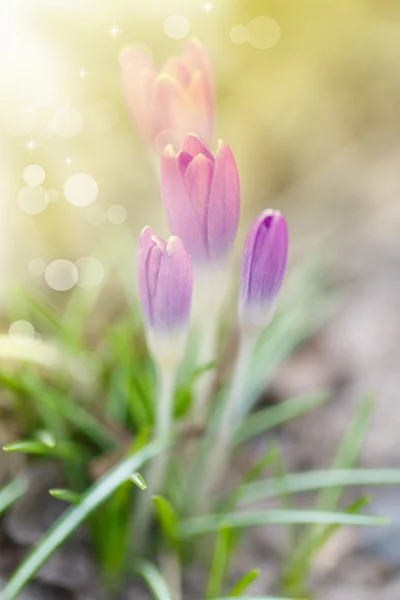 Våren blommande crocus i solen — Stockfoto