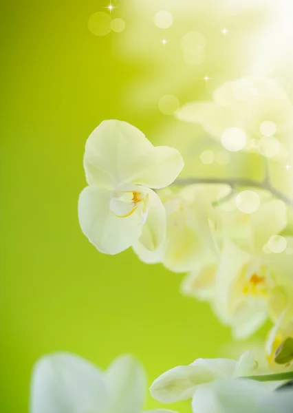 Belles fleurs blanches phalaenopsis — Photo