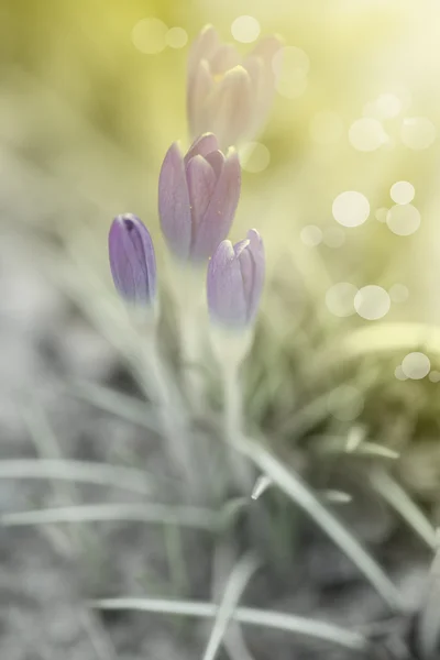 Frühlingsblühende Krokusse in der Sonne — Stockfoto