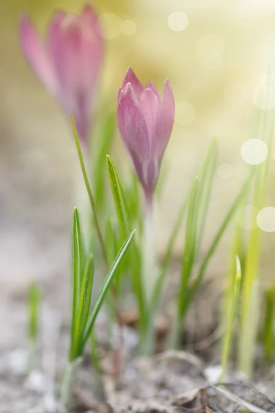 Na jaře kvetoucí krokusy v slunci — Stock fotografie