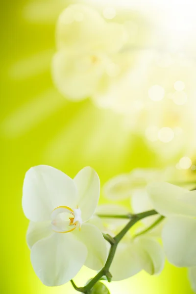 Belles fleurs blanches phalaenopsis — Photo