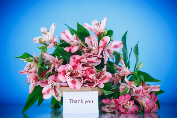 Alstroemeria — Stock Photo, Image