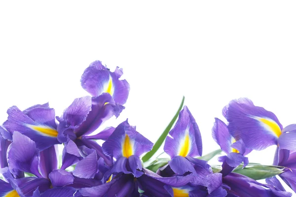 Bouquet of irises — Stock Photo, Image