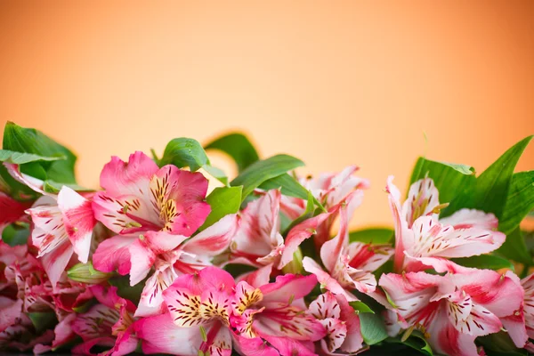 Alstroemeria —  Fotos de Stock