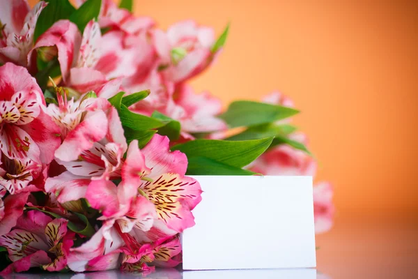 Alstroemeria — Fotografia de Stock