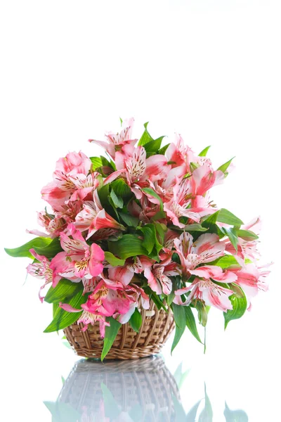 Alstroemeria — Stockfoto