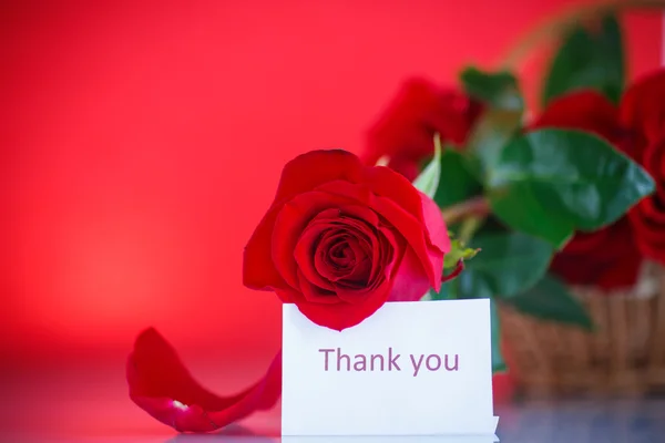 Rose flower — Stock Photo, Image