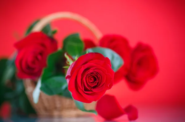 Rose flower — Stock Photo, Image