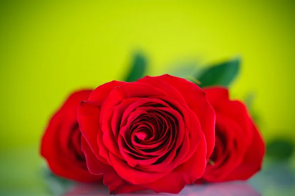 Hermosas rosas rojas —  Fotos de Stock