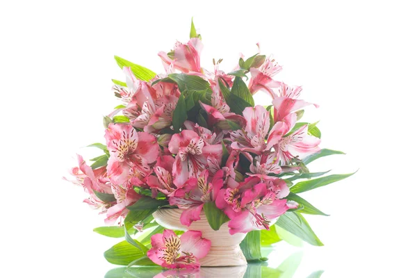 Alstroemeria — Foto Stock