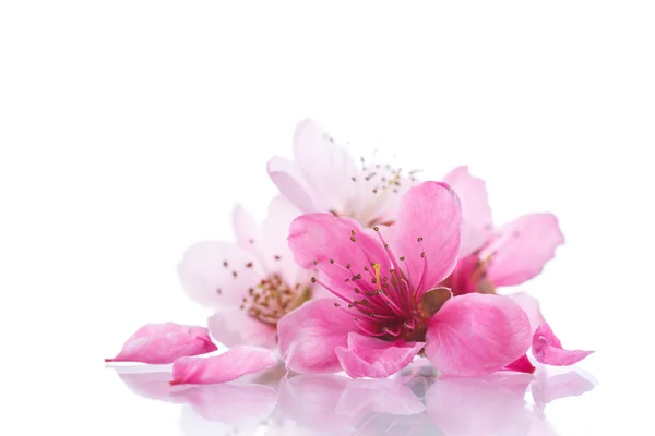 Perzik roze bloemen — Stockfoto