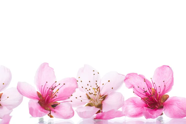 Peach pink flowers — Stock Photo, Image