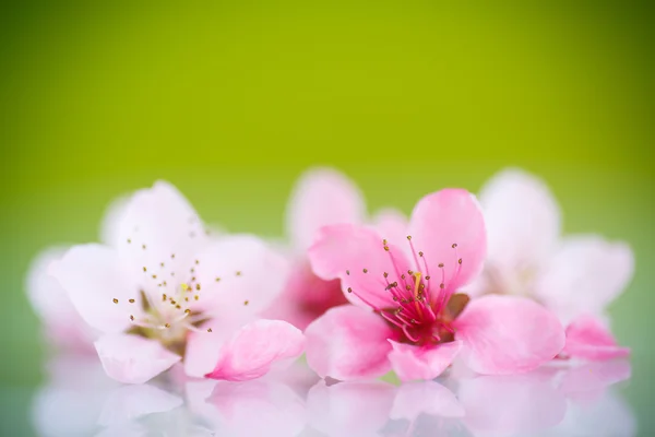 Melocotón flores rosadas — Foto de Stock