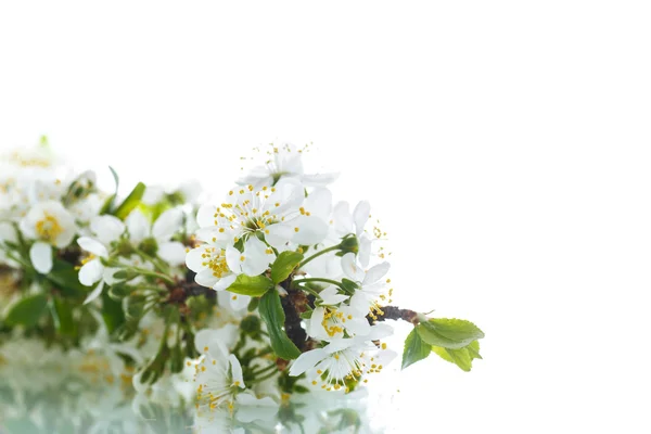 Flor de ciruela — Foto de Stock