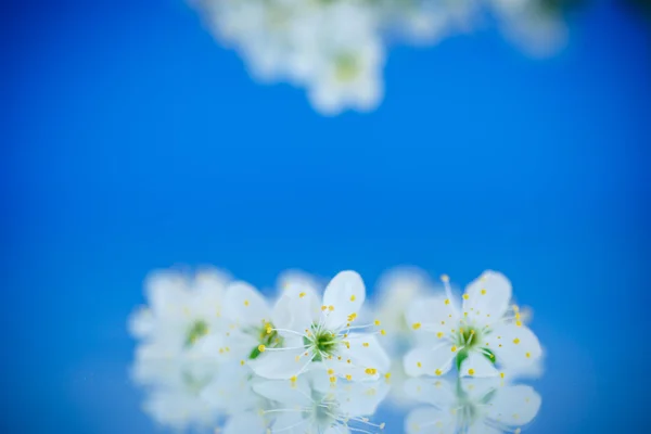 Plommon blomma — Stockfoto