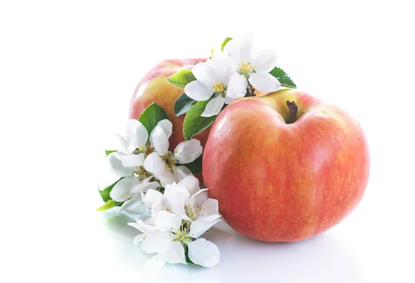 Fiore di mela — Foto Stock