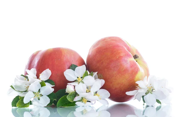 Fiore di mela — Foto Stock