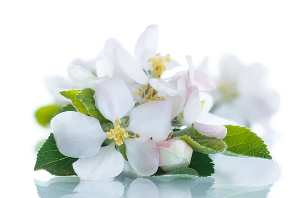 Apple blossom — Stockfoto