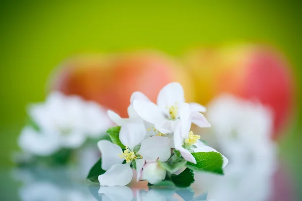 Applen kukka — kuvapankkivalokuva