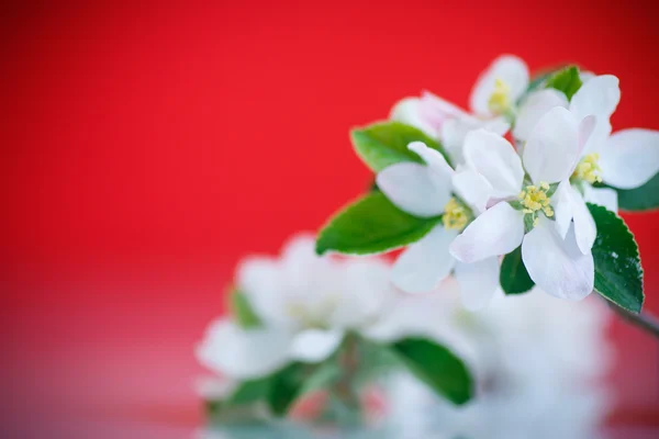 Flor de manzana —  Fotos de Stock