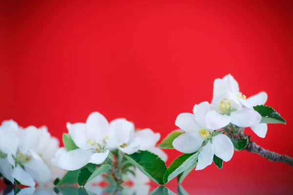 Flor de maçã — Fotografia de Stock