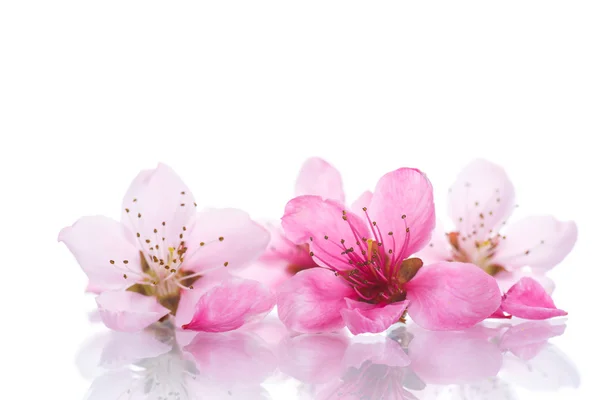 Perzik roze bloemen — Stockfoto
