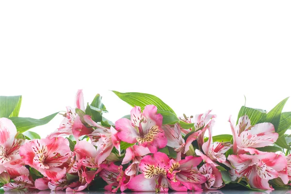 Alstroemeria — Stock Photo, Image