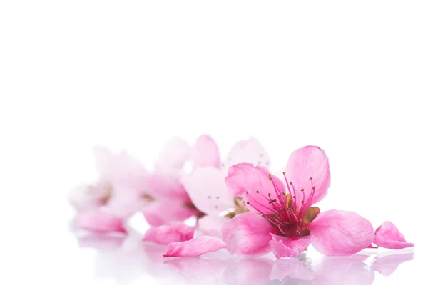 Persika rosa blommor — Stockfoto