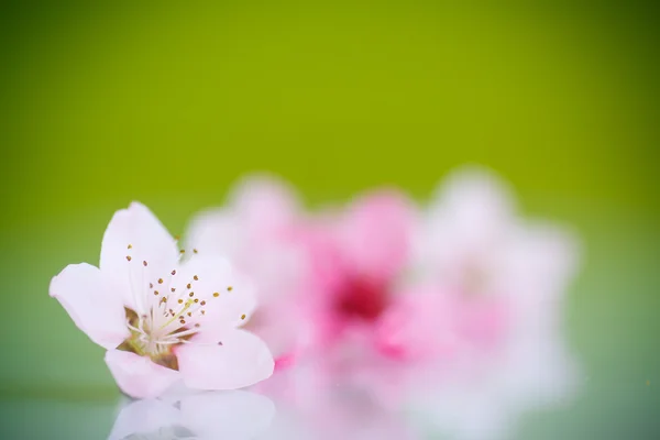 ピンクの桃の花 — ストック写真