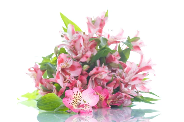 Alstroemeria — 스톡 사진