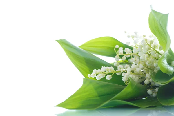 Lilies of the valley — Stock Photo, Image