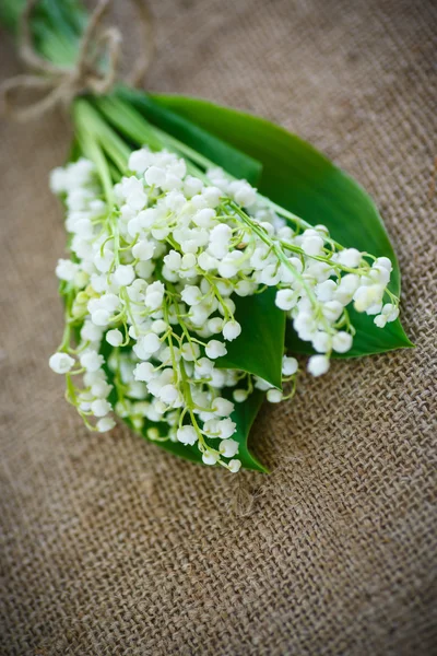 山谷的百合花 — 图库照片