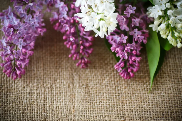 Lilas en fleurs — Photo