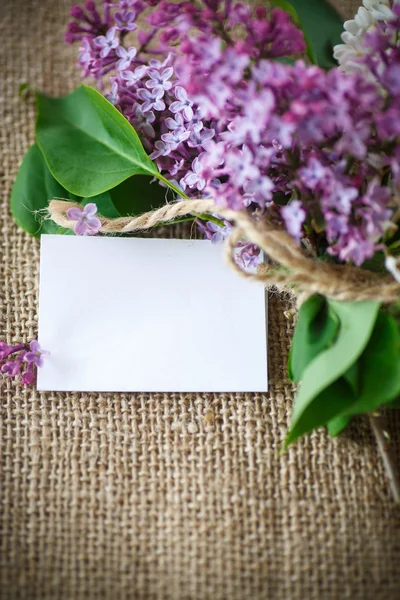 Lila floreciente —  Fotos de Stock