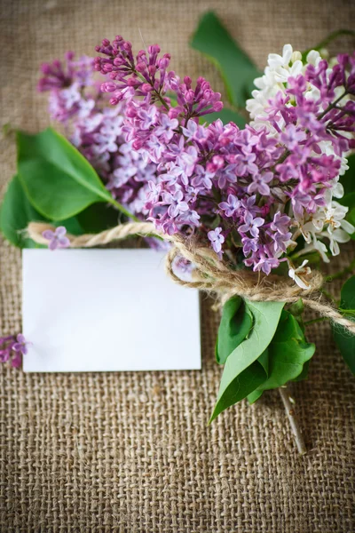 盛开的丁香花 — Φωτογραφία Αρχείου