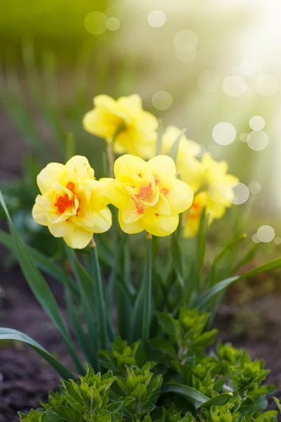 Belos narcisos florescendo ao ar livre — Fotografia de Stock