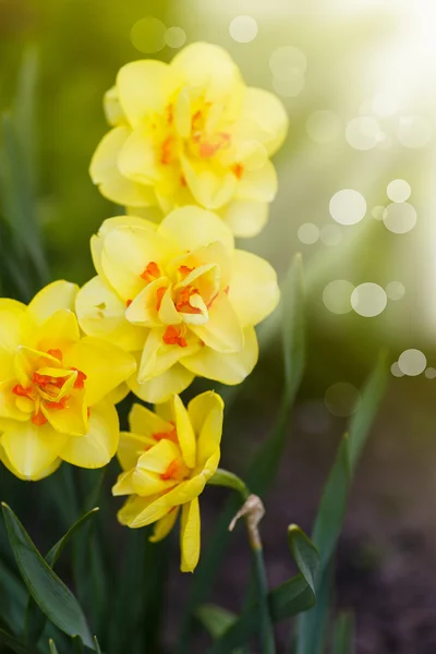 Belos narcisos florescendo ao ar livre — Fotografia de Stock