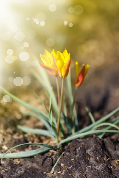 美しい咲くクロッカス — ストック写真