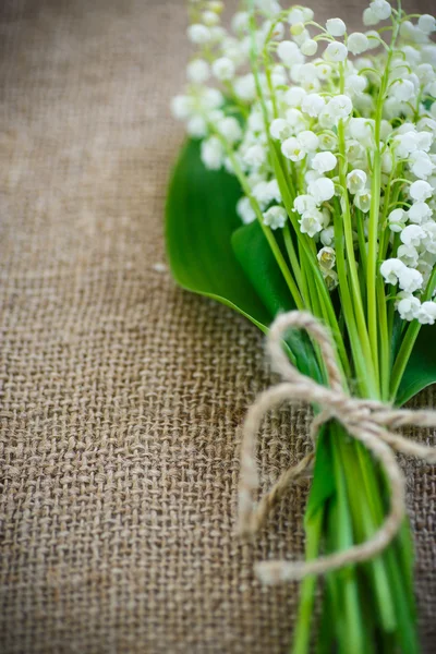 Lilies of the valley — Stock Photo, Image