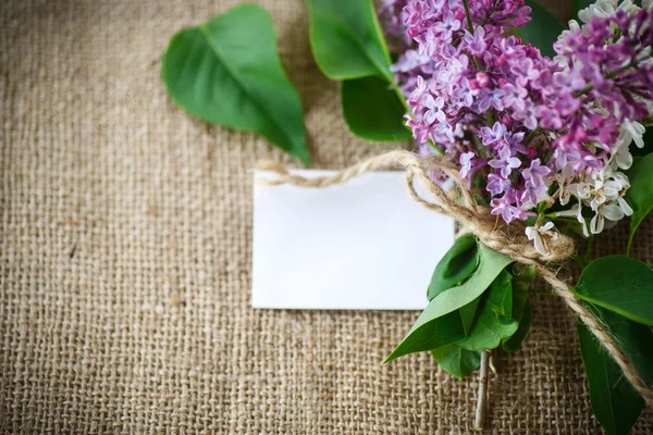 Lilas en fleurs — Photo