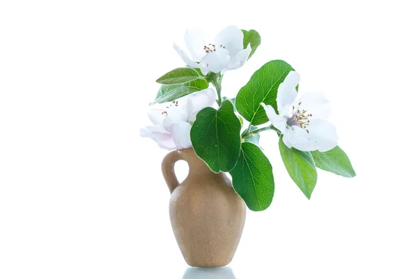 Bahar çiçekli Ayva — Stok fotoğraf