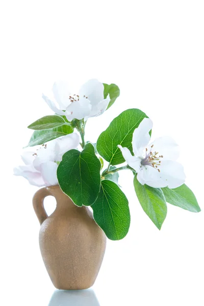 봄 꽃 마르멜로 나무 — 스톡 사진