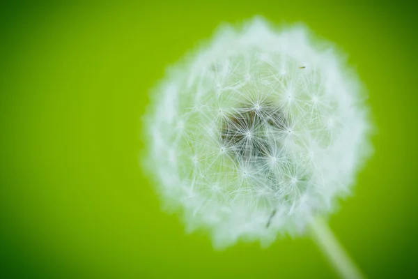 Dandelion — Stock Photo, Image