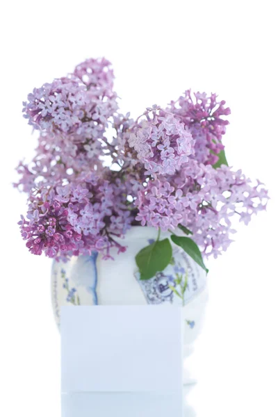 Gyönyörű virágok virágzó lila — Stock Fotó