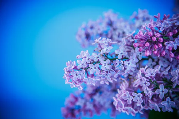 Beautiful spring lilac — Stock Photo, Image