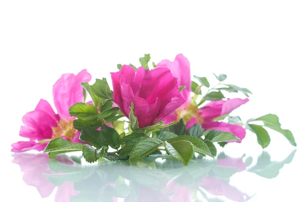 Blomma blommande wild rose — Stockfoto